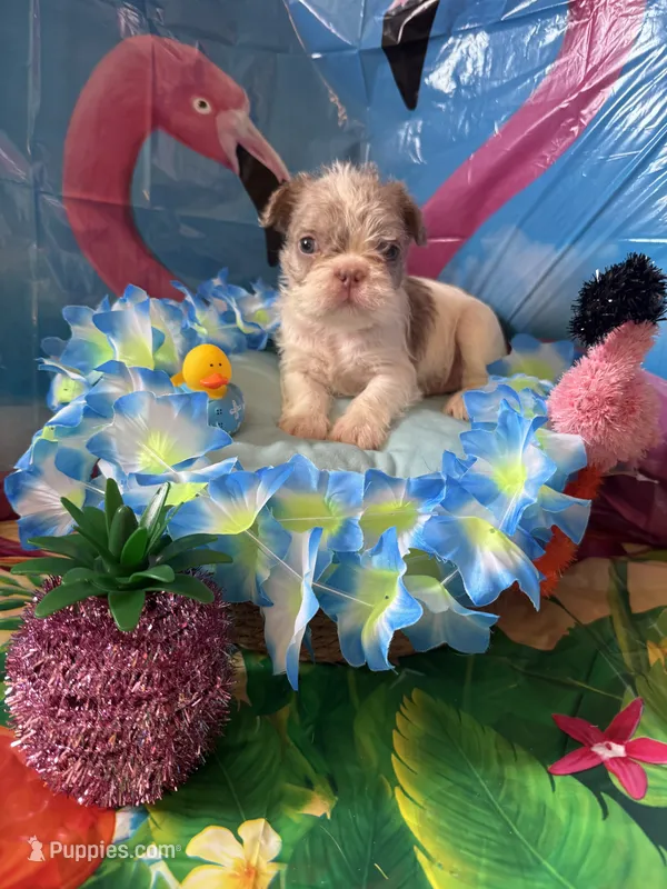 Tobby  – French Bulldog puppy for sale in Vandergrift, PA