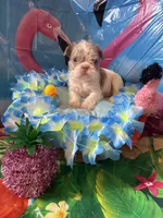 Tobby , a male French Bulldog for sale in Vandergrift, PA – 1 of 4