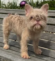 Lilly, a female French Bulldog for sale in Vandergrift, PA – 3 of 5