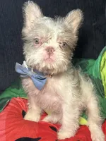 Tobby , a male French Bulldog for sale in Vandergrift, PA – 2 of 5