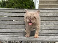 Lilly, a female French Bulldog for sale in Vandergrift, PA – 2 of 5