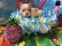 Little man, a male French Bulldog for sale in Vandergrift, PA – 2 of 3