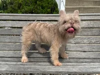 Lilly, a female French Bulldog for sale in Vandergrift, PA – 5 of 5