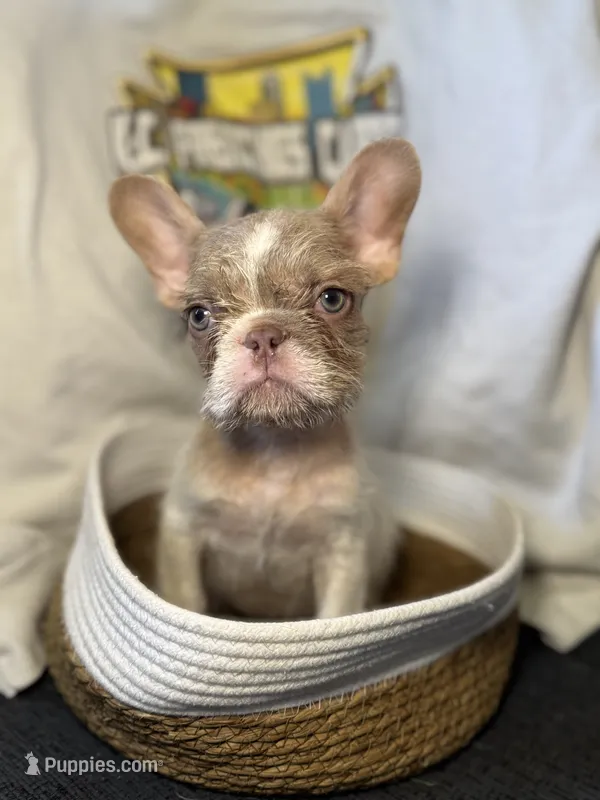 Henry – French Bulldog puppy for sale in Vandergrift, PA
