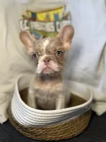Henry, a male French Bulldog for sale in Vandergrift, PA – 1 of 3