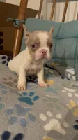 Little man, a male French Bulldog for sale in Vandergrift, PA – 1 of 3