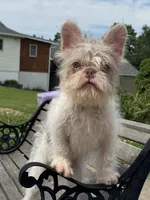 Tobby , a male French Bulldog for sale in Vandergrift, PA – 2 of 4