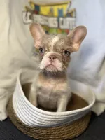 Henry, a male French Bulldog for sale in Vandergrift, PA – 3 of 3