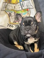 Jumanji, a male French Bulldog for sale in Vandergrift, PA – 2 of 2