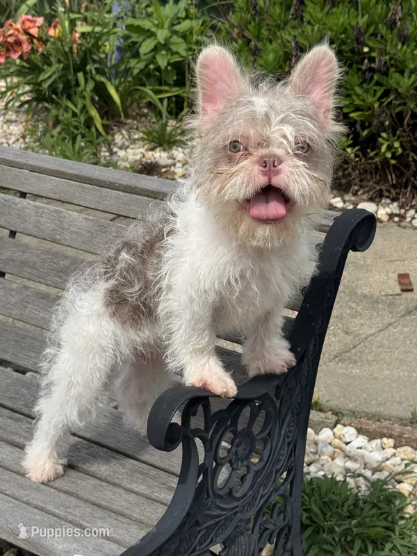 Tobby  – French Bulldog puppy for sale in Vandergrift, PA