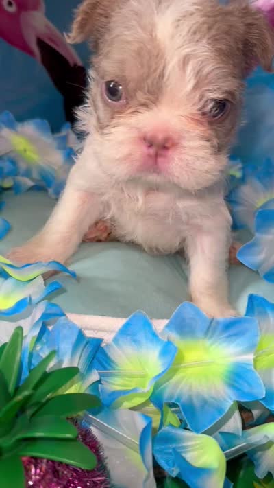 Tobby , a male French Bulldog for sale in Vandergrift, PA – 3 of 4