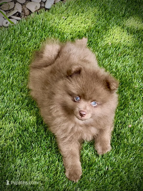 Arlo – Pomeranian puppy for sale in Miami Beach, FL
