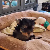 Bubbly, a female Yorkshire Terrier for sale in Reidsville, GA – Photo 1 of 3