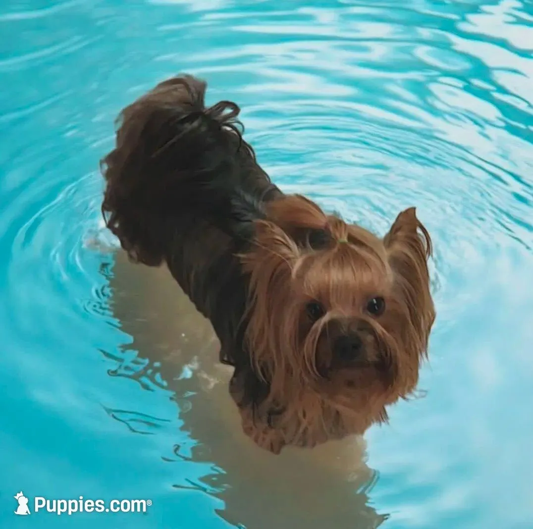 Bubbly, a female Yorkshire Terrier for sale in Reidsville, GA – Photo 3 of 3