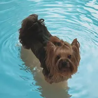 Bubbly, a female Yorkshire Terrier for sale in Reidsville, GA – Photo 3 of 3