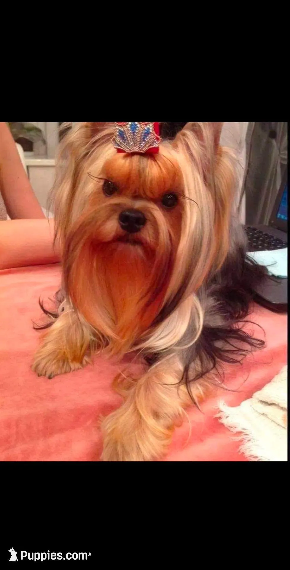 Bubbly, a female Yorkshire Terrier for sale in Reidsville, GA – Photo 2 of 3