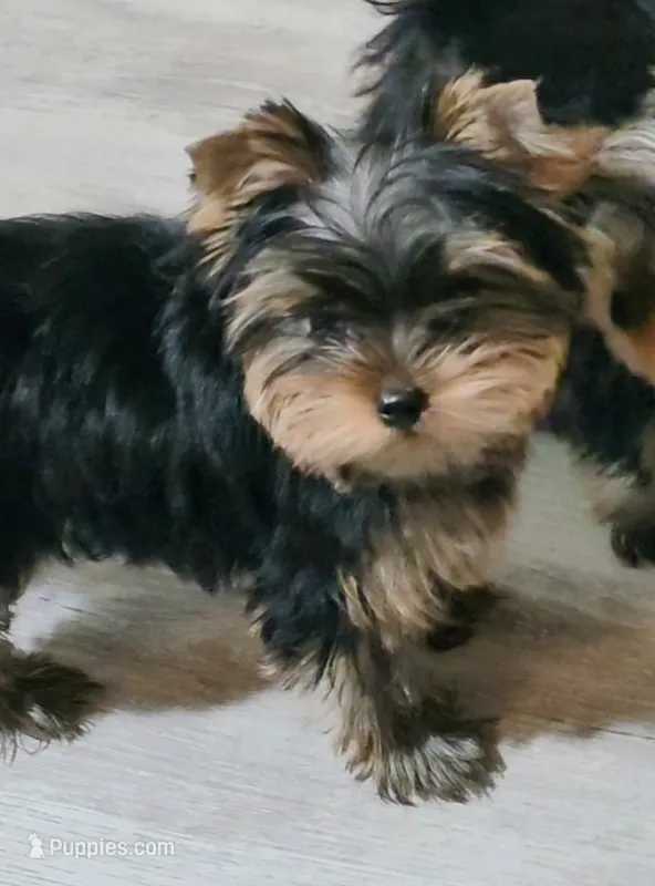 Little Star – Yorkshire Terrier puppy for sale in Reidsville, GA