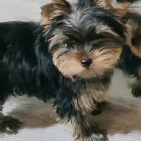 Little Star, a female Yorkshire Terrier for sale in Reidsville, GA – Photo 3 of 6