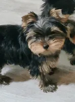 processed/acc72922-a88e-4186-80e5-180fc33bd75f/listing/208c7480-7906-4c34-b246-82f016cc3962/4fd5d25e-a591-40d5-be15-0d6d8199680d