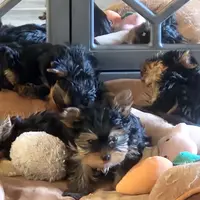 Little Star, a female Yorkshire Terrier for sale in Reidsville, GA – Photo 2 of 6