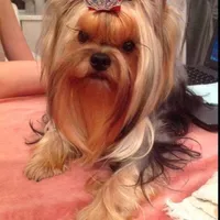 Little Star, a female Yorkshire Terrier for sale in Reidsville, GA – Photo 6 of 6