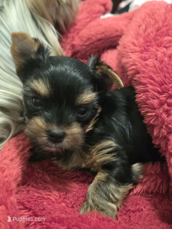 Little Bear – Yorkshire Terrier puppy for sale in Reidsville, GA