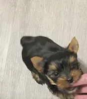 Little Bear, a male Yorkshire Terrier for sale in Reidsville, GA – Photo 2 of 4