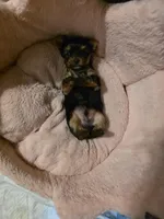 Little Bear, a male Yorkshire Terrier for sale in Reidsville, GA – Photo 3 of 4