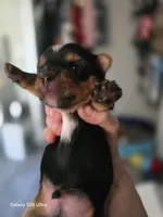 Star, a male Yorkshire Terrier for sale in Reidsville, GA – Photo 2 of 2