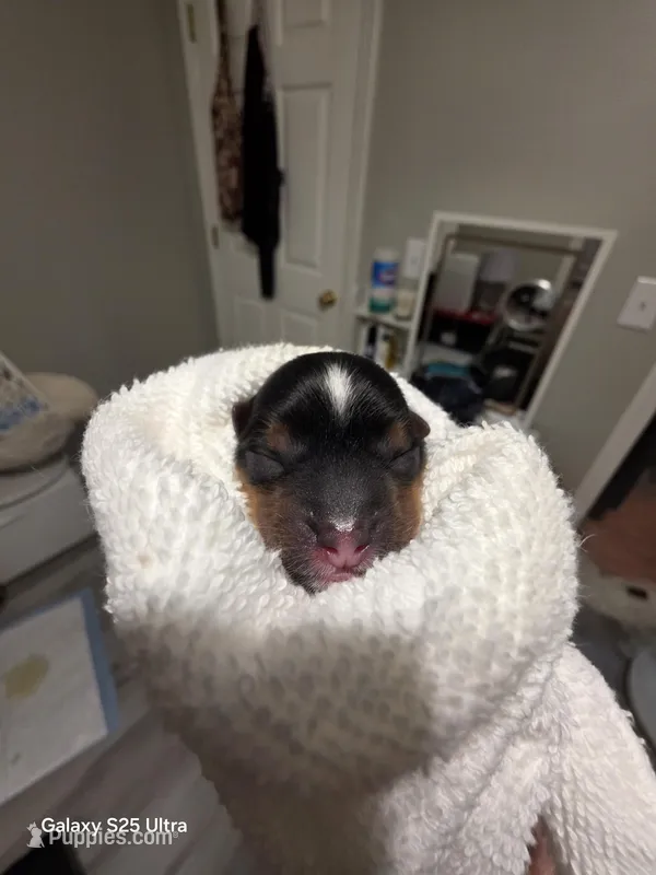 Star – Yorkshire Terrier puppy for sale in Reidsville, GA