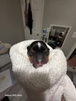 Star, a male Yorkshire Terrier for sale in Reidsville, GA – Photo 1 of 2