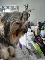 Jazmine, a female Yorkshire Terrier for sale in Reidsville, GA – Photo 2 of 2