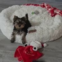 Pumpkin, a female Yorkshire Terrier for sale in Reidsville, GA – Photo 1 of 6