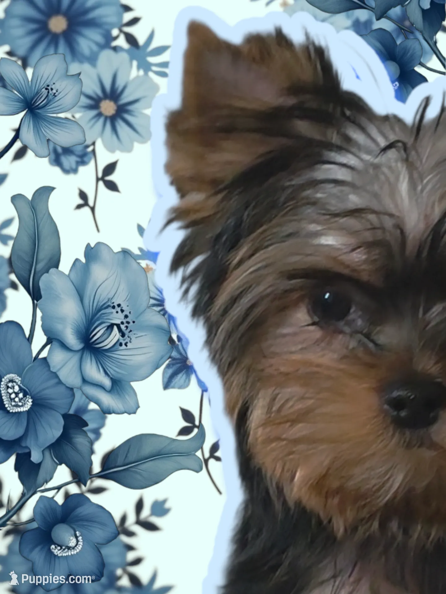 Pumpkin, a female Yorkshire Terrier for sale in Reidsville, GA – Photo 5 of 6