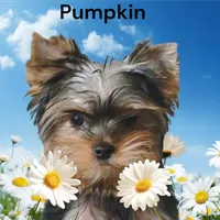 Pumpkin, a female Yorkshire Terrier for sale in Reidsville, GA – Photo 6 of 6