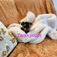 Pumpkin, a female Yorkshire Terrier for sale in Reidsville, GA – Photo 2 of 6