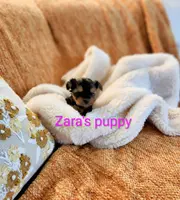 Pumpkin, a female Yorkshire Terrier for sale in Reidsville, GA – Photo 2 of 6