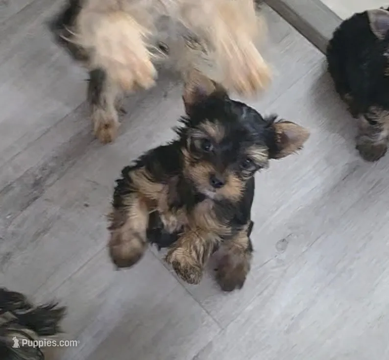Little Bear – Yorkshire Terrier puppy for sale in Reidsville, GA