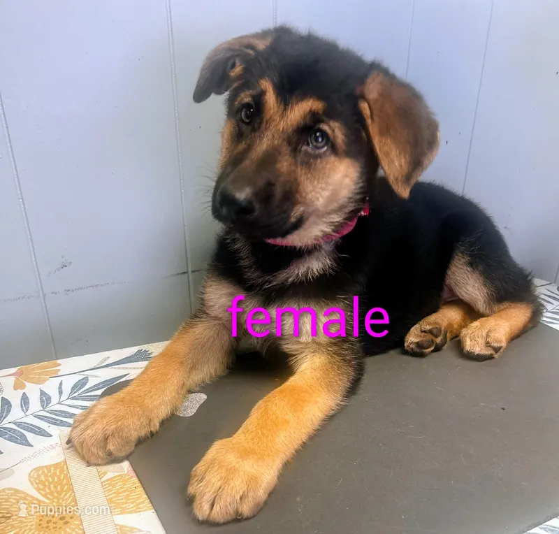 Pink Girl – German Shepherd Dog puppy for sale in Benson, NC