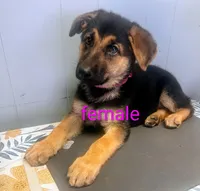 Pink Girl, a female German Shepherd Dog for sale in Benson, NC – 1 of 1
