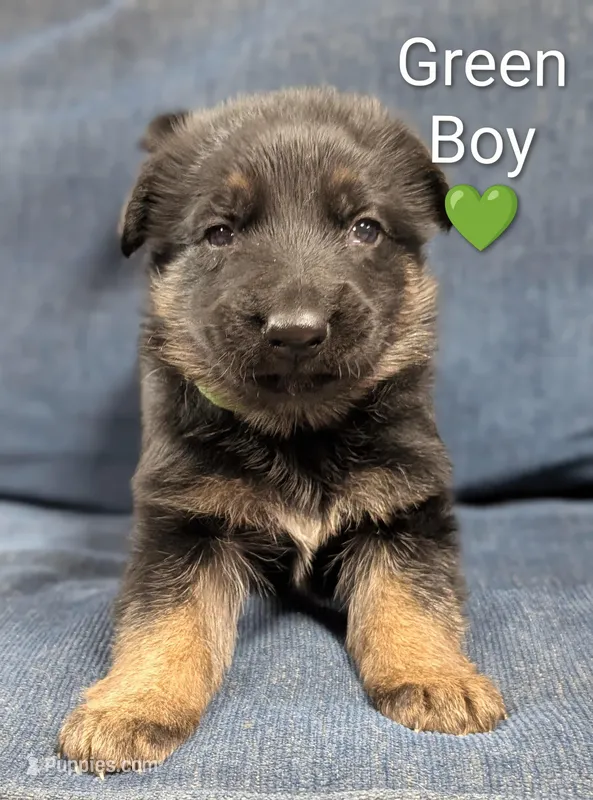 green Boy , a male German Shepherd Dog for sale in Benson, NC – Photo 1 of 1
