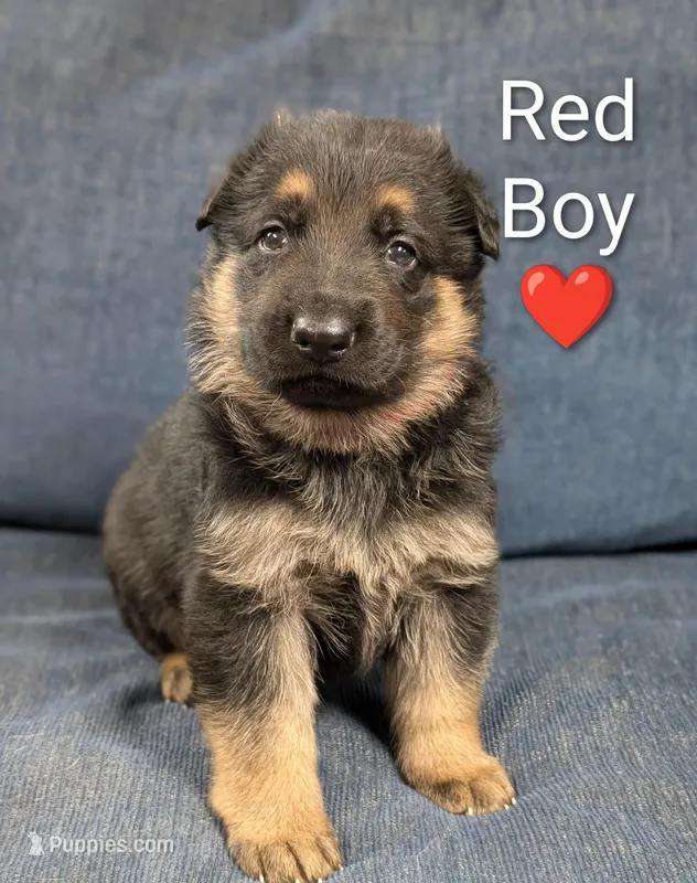 Red Boy – German Shepherd Dog puppy for sale in Benson, NC