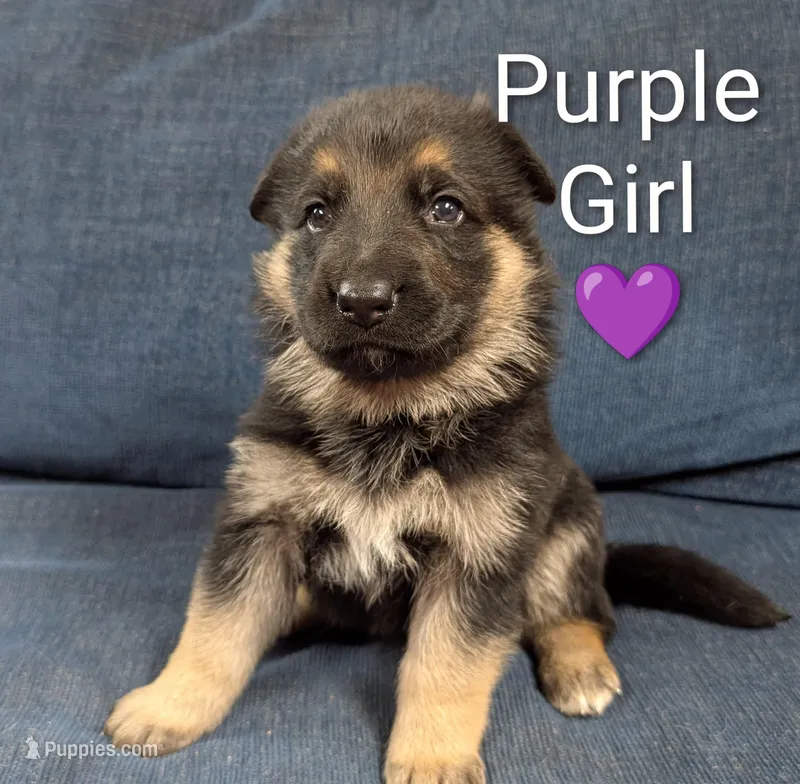 Purple Girl – German Shepherd Dog puppy for sale in Benson, NC