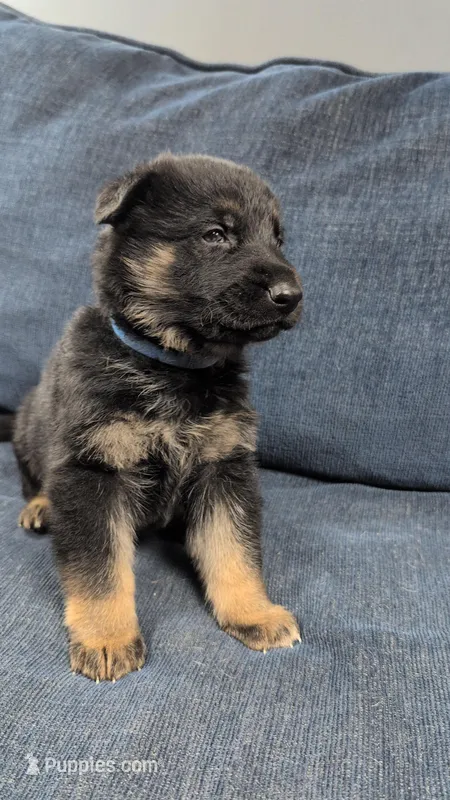 Blue Boy  – German Shepherd Dog puppy for sale in Benson, NC