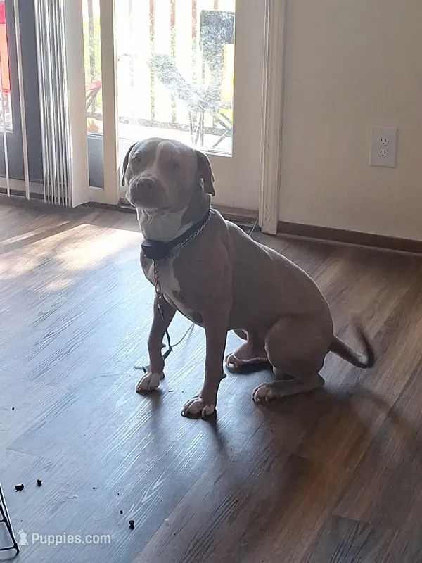 Bowser – American Pit Bull Terrier puppy for sale in Omaha, NE