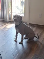 Bowser, a male American Pit Bull Terrier for sale in Omaha, NE – Photo 1 of 5