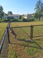 Bowser, a male American Pit Bull Terrier for sale in Omaha, NE – Photo 5 of 5