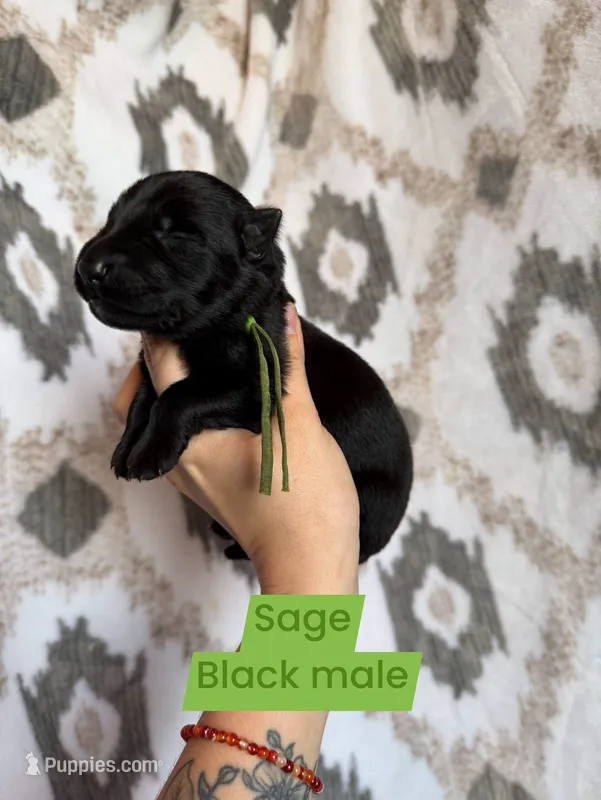 Sage – German Shepherd Dog puppy for sale in New Cambria, MO