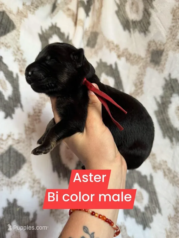 Aster – German Shepherd Dog puppy for sale in New Cambria, MO