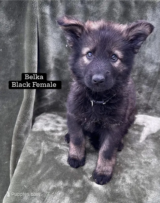 Belka – German Shepherd Dog puppy for sale in New Cambria, MO